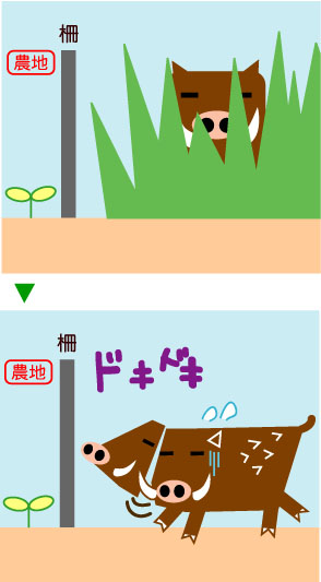 イノシシ対策 効果的な電気柵とするための１０のコツ イノシシ対策の知恵袋