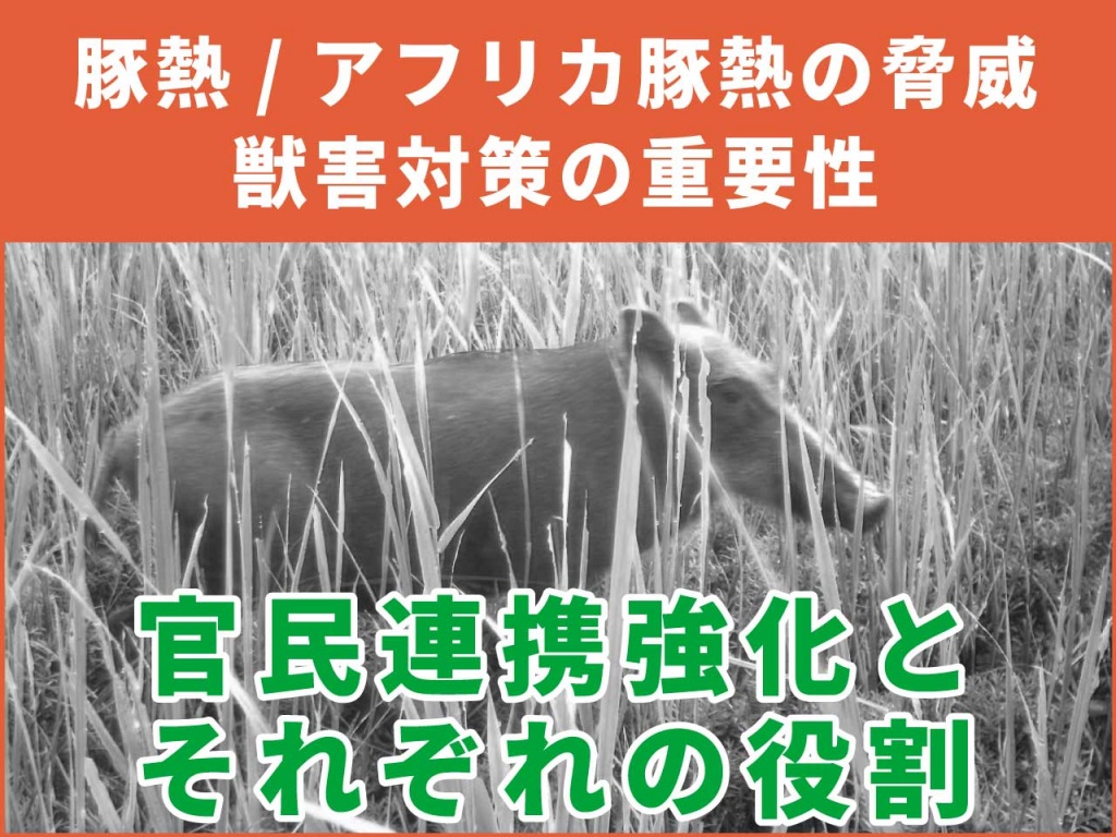 豚熱・アフリカ豚熱の脅威から日本の畜産を守る！獣害対策の重要性と最新動向