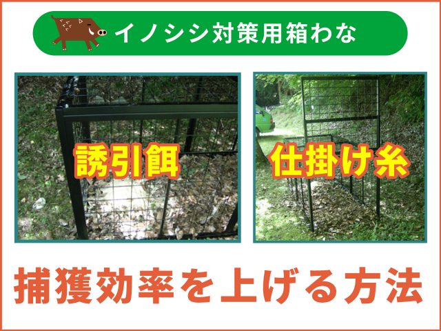 イノシシ対策用の罠　～箱わなの捕獲効率を上げるポイントとは？～