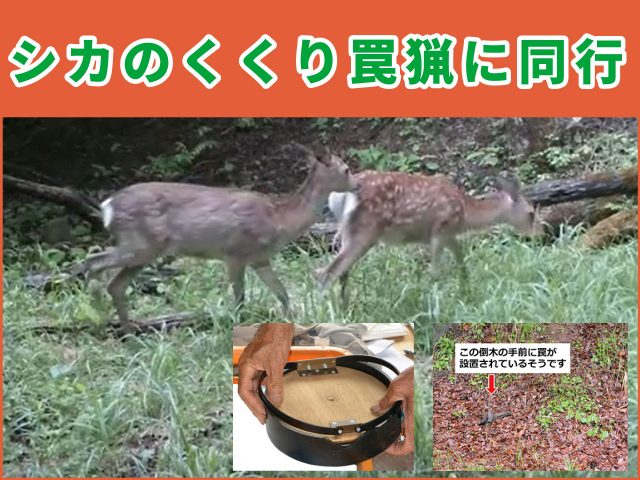 シカのくくり罠猟に同行！ （自動撮影カメラ“Browningプラチナムシリーズ”の性能テスト）