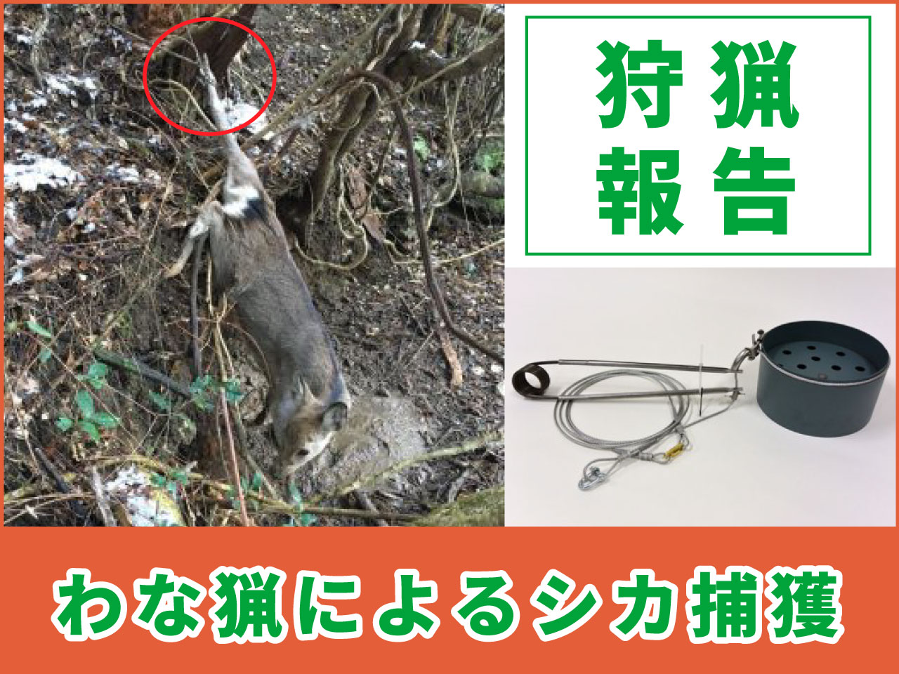 サラリーマン猟師の狩猟報告2016／足くくり罠編 | 鳥獣害対策の知恵袋