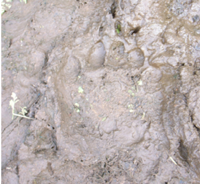 獣の痕跡一覧 フンや足跡などを図や写真で分かりやすく解説 鳥獣被害対策ドットコム