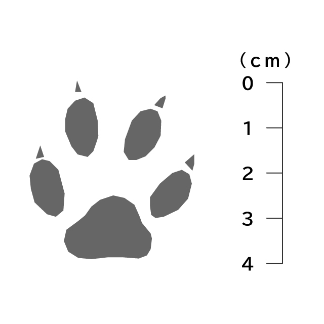 獣の痕跡一覧 フンや足跡などを図や写真で分かりやすく解説 鳥獣被害対策ドットコム