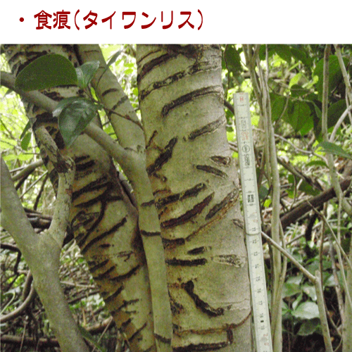 獣の痕跡一覧 フンや足跡などを図や写真で分かりやすく解説 鳥獣被害対策ドットコム